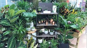 Hill's Plants
